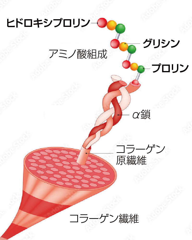 コラーゲン繊維